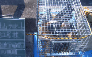 鳩・カラスの巣撤去・捕獲